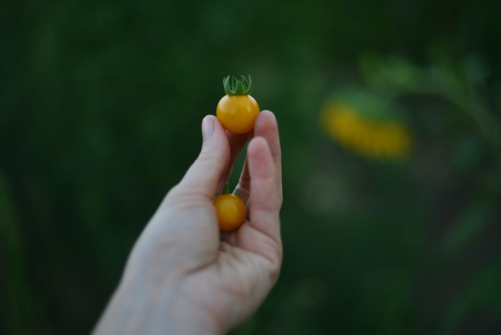 Hand holding two small, yellow tomatoes.