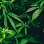 Ontdek de Zoete Verleiding van een Tropische Cannabiservaring
